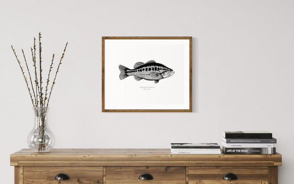 Largemouth Bass II Black and White Fine Art Print