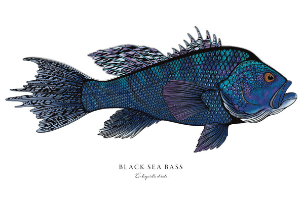 Black Sea Bass II Color Fine Art Print