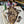 Load image into Gallery viewer, Black Grouper
