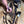Load image into Gallery viewer, Rainbow Trout
