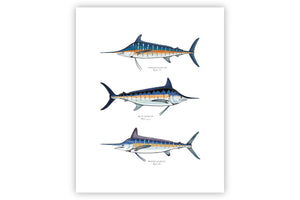 Print Featuring Three Marlin Species For Sale