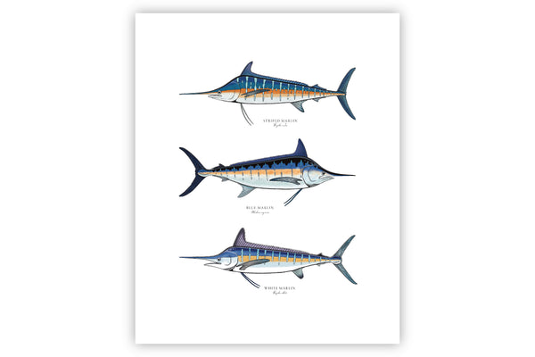 Print Featuring Three Marlin Species For Sale