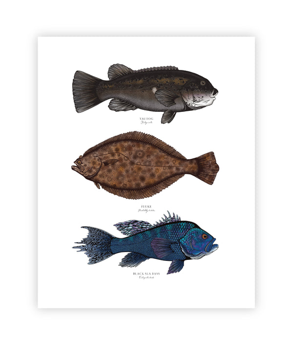 Northeast Inshore II Color Fine Art Print || 16x20