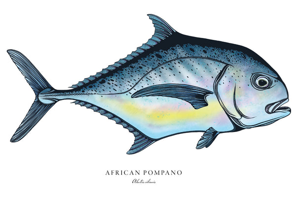 African Pompano