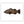 Load image into Gallery viewer, Black Grouper II Color Fine Art Print
