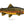 Load image into Gallery viewer, Brown Trout II Color Fine Art Print
