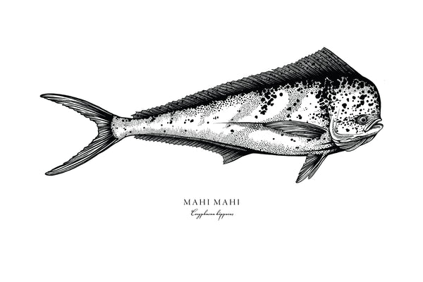 Mahi Mahi II Black and White Fine Art Print