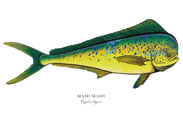 Mahi Mahi II Color Fine Art Print