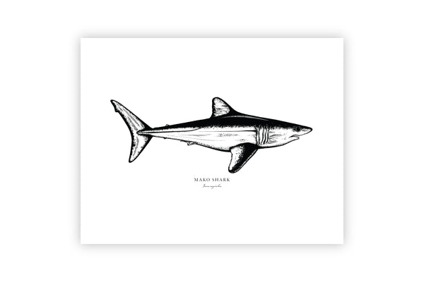 Mako Shark II Black and White Fine Art Print