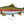 Load image into Gallery viewer, Rainbow Trout II Color Fine Art Print

