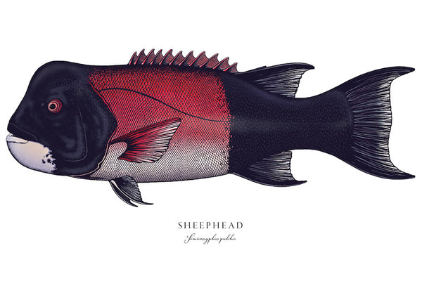 Sheephead II Color Fine Art Print
