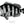 Load image into Gallery viewer, Sheepshead II Black and White Fine Art Print
