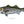 Load image into Gallery viewer, Striped Bass II Color Fine Art Print
