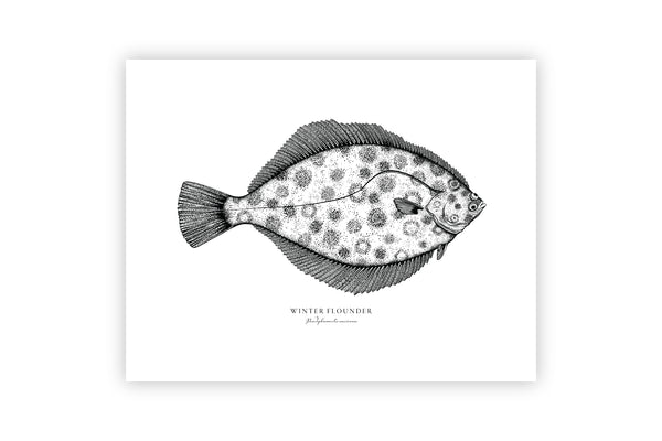 Winter Flounder II Black and White Fine Art Print