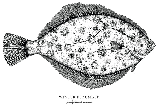 Winter Flounder II Black and White Fine Art Print